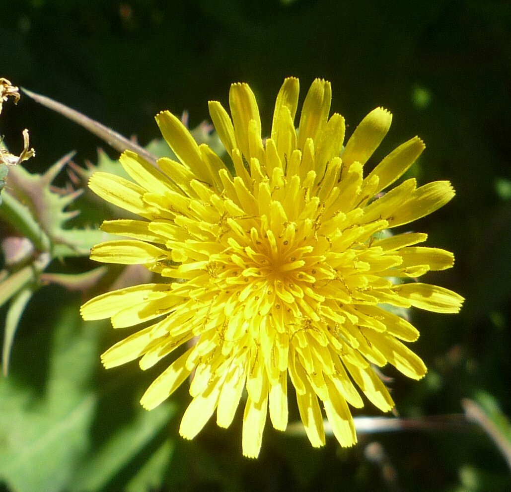 High Resolution Sonchus oleraceus Flower